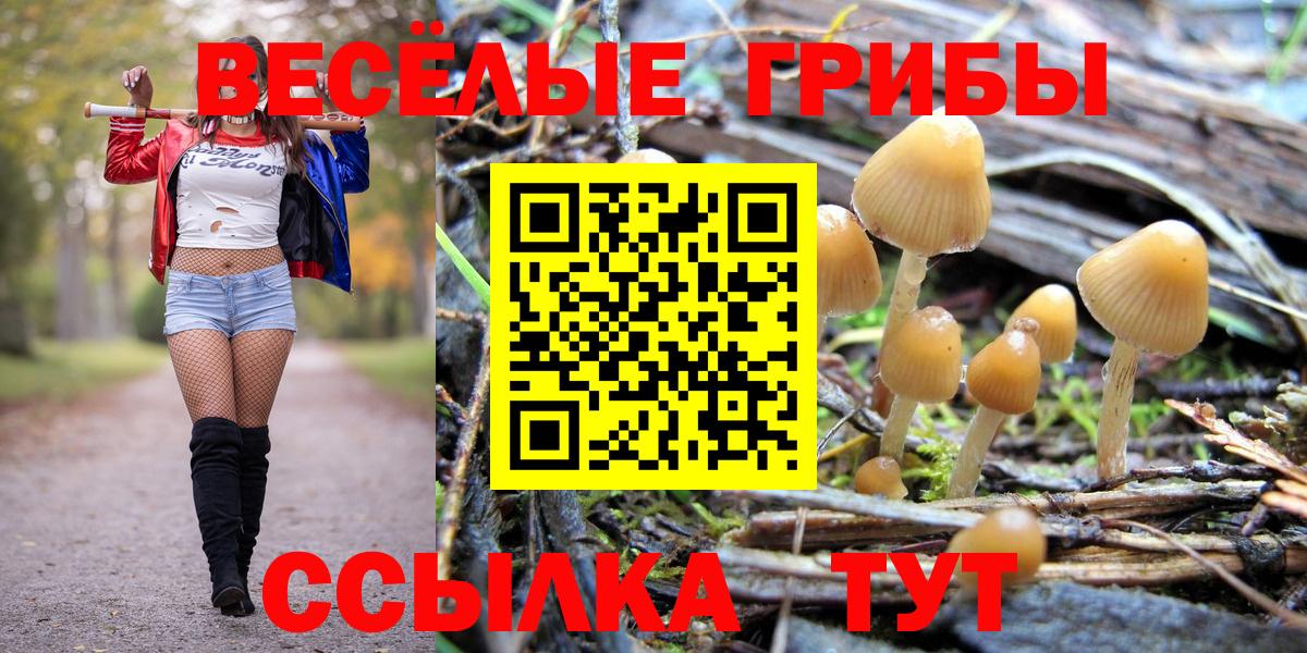 Новодвинск  Галлюциногенные грибы GOLDEN TEACHER  Вход с VPN  Псилоцибиновые грибы Psilocybine cubensis 